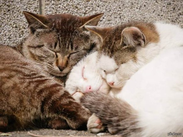 �������� ���� )