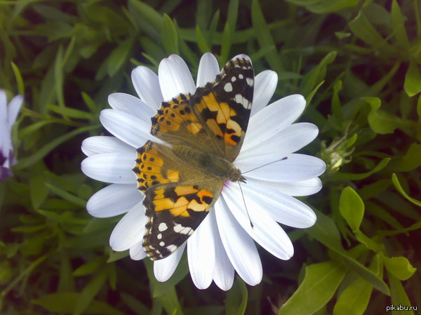 Удачный кадр