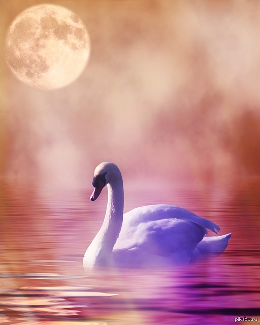 Луна лебединая. Лебеди фон. Луна и лебеди. Лебеди романтика. Лебедь абстракция.