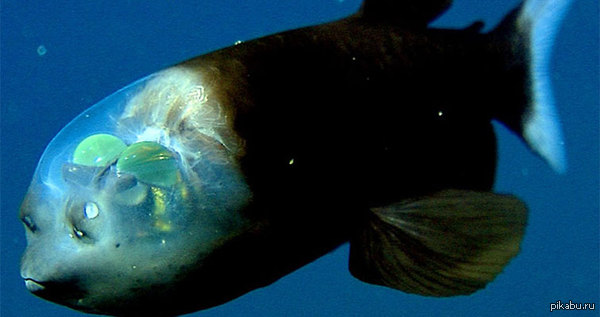      . The Barreleye