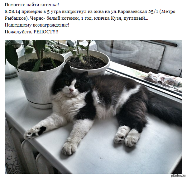 Пропал кот. Санкт-Петербург