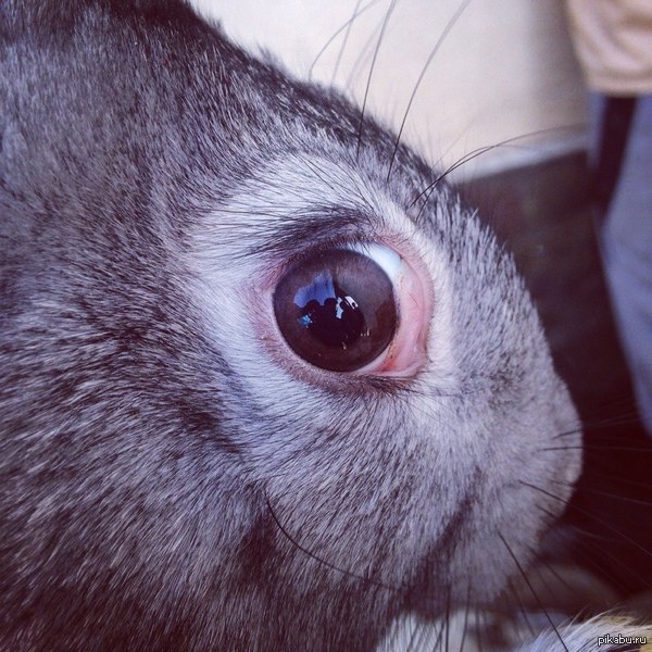 Мне кажется или кролик слегка напуган=)