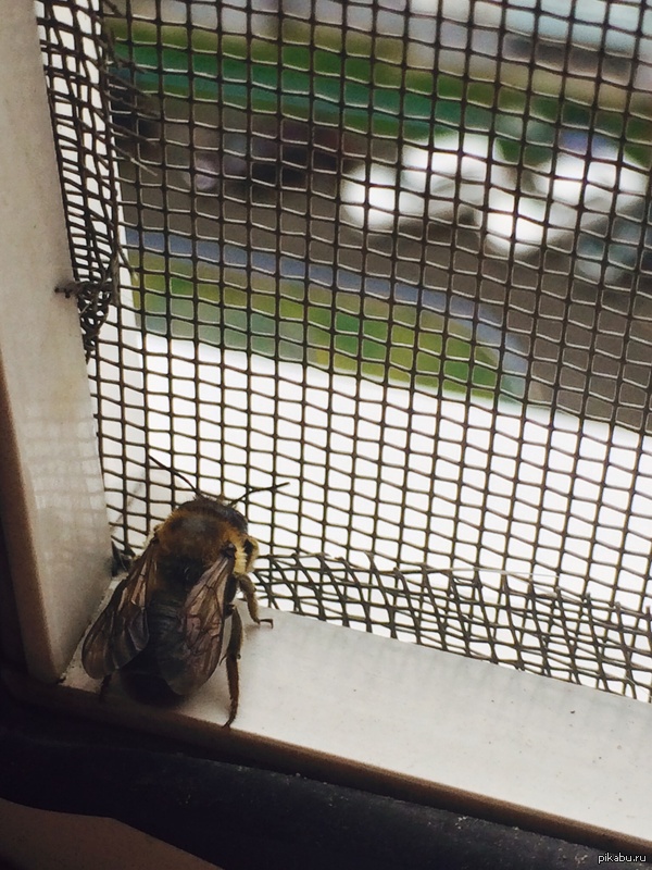 Шмель, шмель...