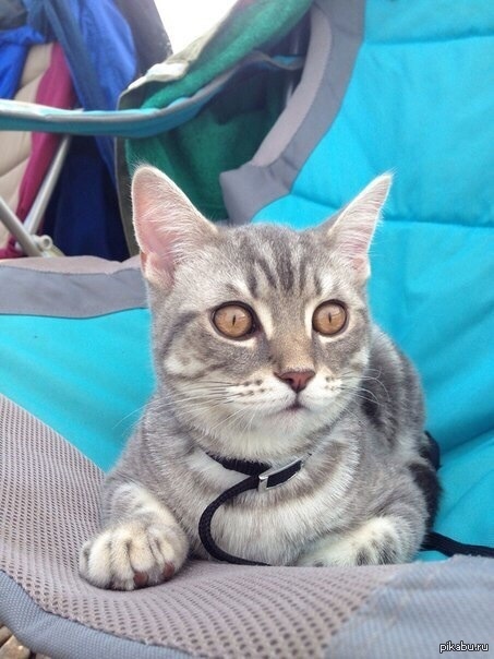 ������ ����� �� ������� ������(����������� 5 �������)