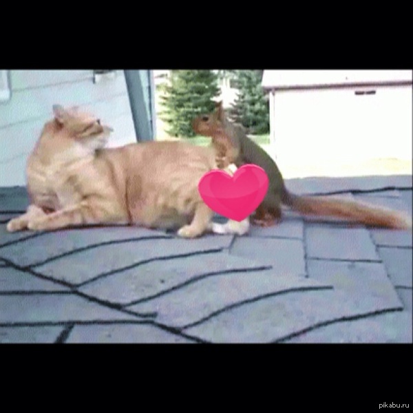 True romance. - NSFW, cat, Love, Love, Date