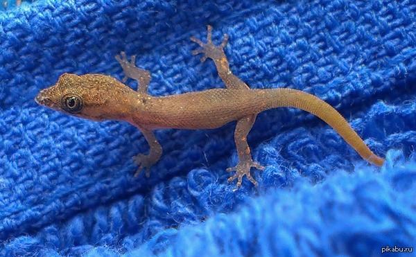 ������, solarstar!