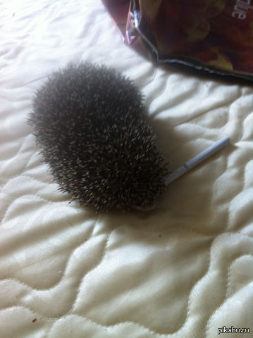 ���� ��������, ������� ������...