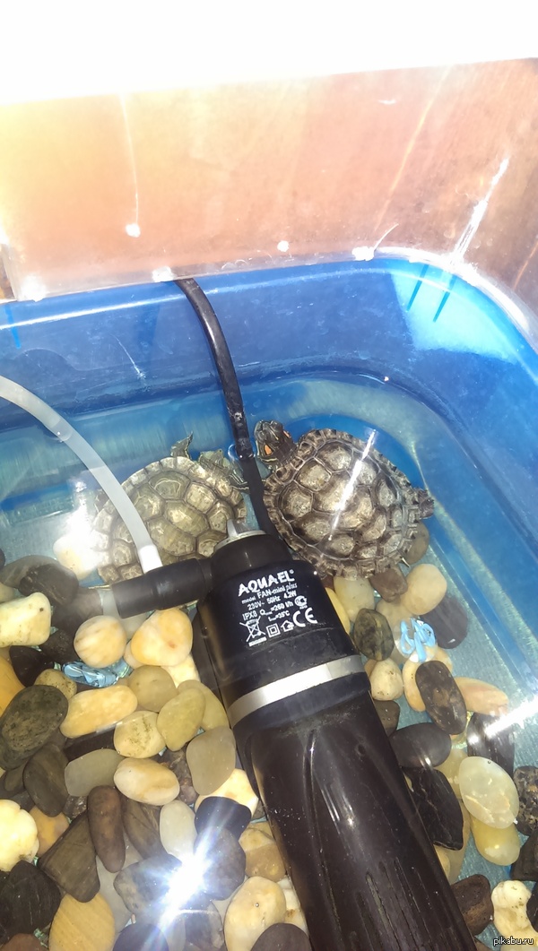 Черепашья дружба