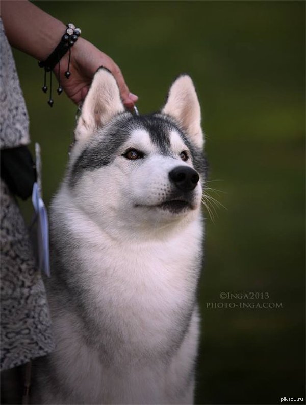 ��� ����. ��������� �����.