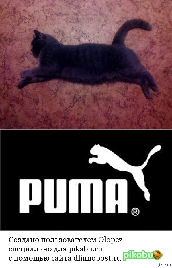 Наша кошка тоже любит косплей)