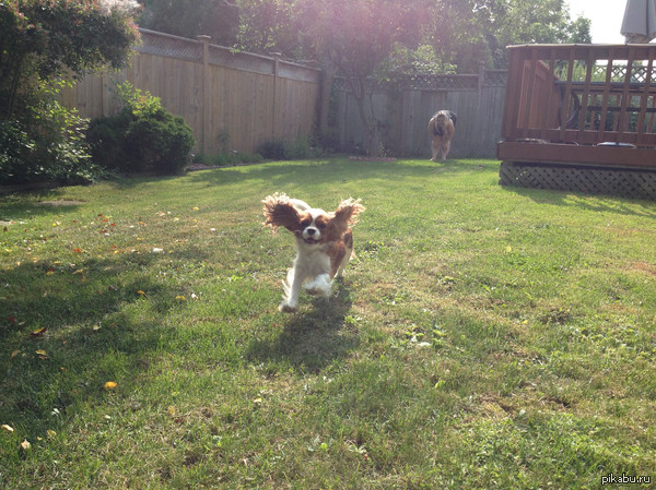 Беги, Форест! Беги!!!