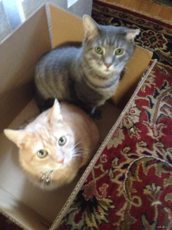 &quot;   ,    .&quot;