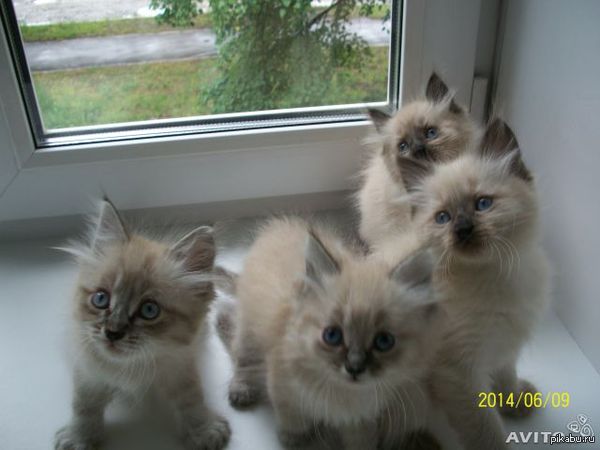 ��� ����� ������� �������.