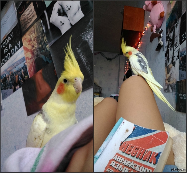 вот такое чудо помогает готовиться к экзаменам и прилетает будить по утрам.