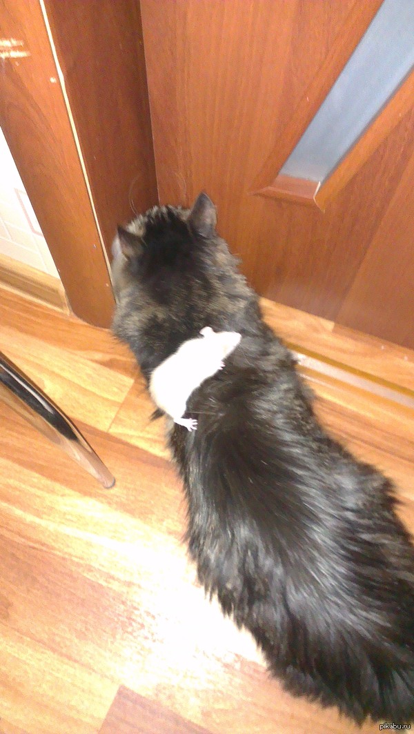 ����� ���������� ���