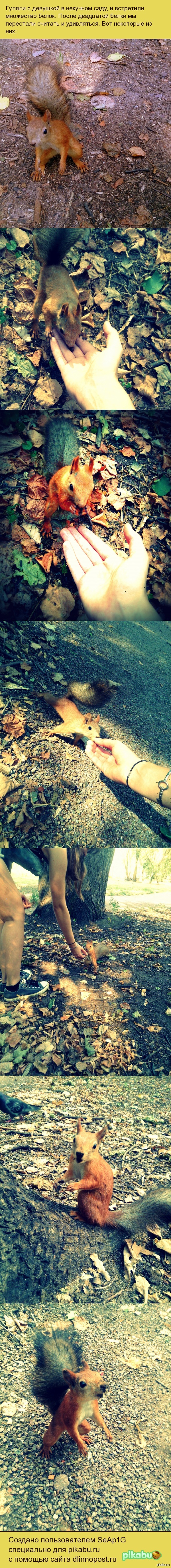 Белки в Нескучном саду в Москве.