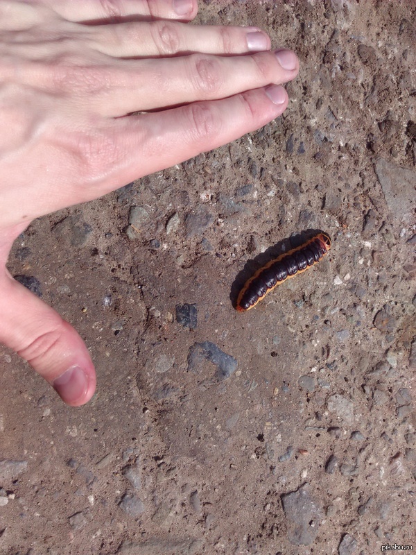 Монстры атакуют