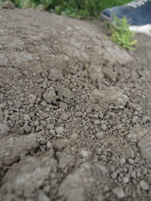 ����� ����