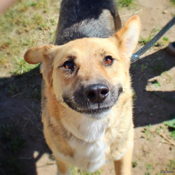 Собака-улыбака с нашего приюта :)