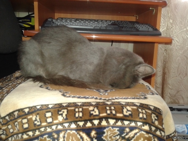 Отругал кота