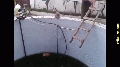 Не рой другому яму