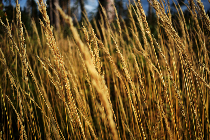 Autumn gold... - My, Autumn, Gold, Photographer, League Photos, The photo