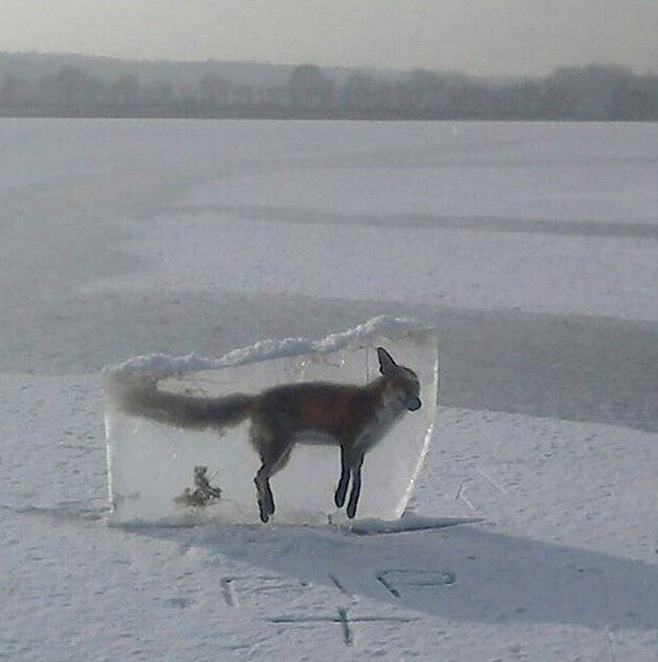 Frozen Fox - Fox, Ice, Freezing