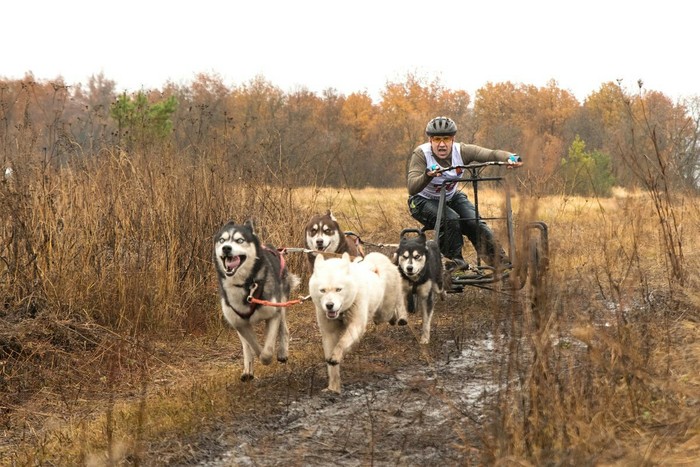 Dryland Gold Mountain 2017. How it was. Second day. - My, Longpost, Adrenalin, Riding sports, Dog sled, Husky