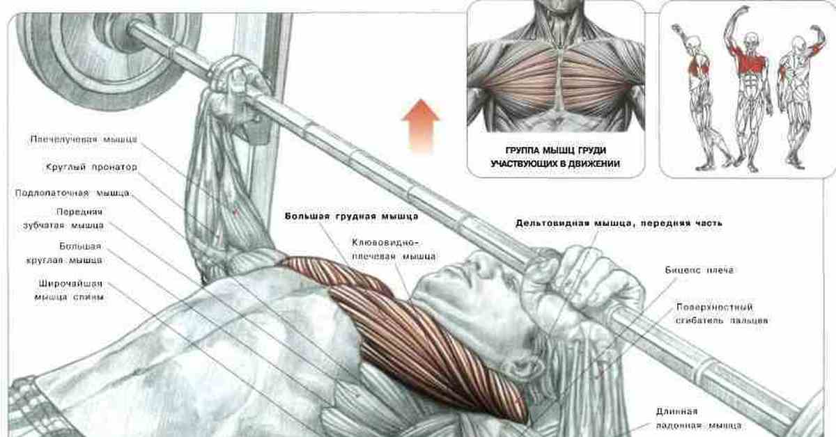 Жим лежа мышцы. Жим группы мышц. Жим лежа группы мышц. Группы мышц при жиме лежа. Жим штанги группы мышц.
