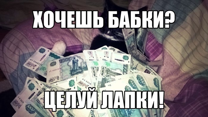 When he came to the local leader of the cat mafia to ask for money - cat, My, Memes, Humor, Money, Catomafia