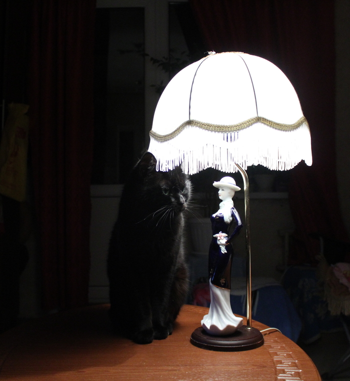 He is interested in your stories - My, cat, Cat with lamp, My, Лампа, Indifference