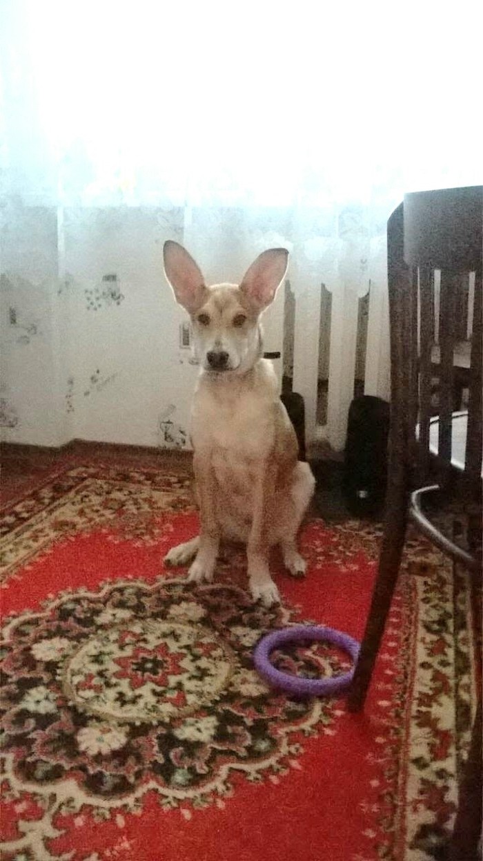 eared handsome - Ears, Dog, Humor