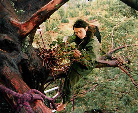 The girl lived for two years on a tree to protect it. - Longpost, Tree, Forest, Protection of Nature