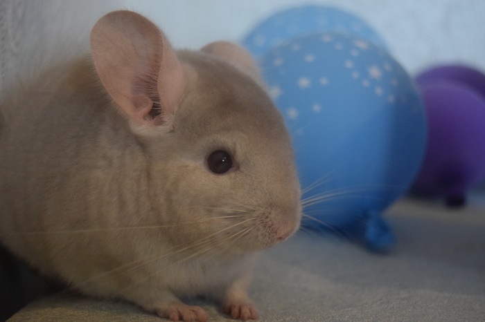 ������� ����������� ���� � ���� ������� ���� ��������