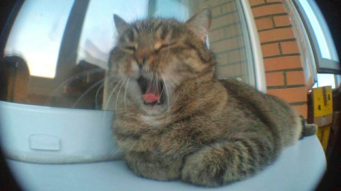 Самые "удачные" фото кота Кот, Забавное, Длиннопост
