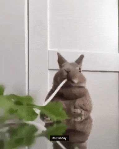 Khrum-khrum-khrum - GIF, Rabbit, Food, Milota