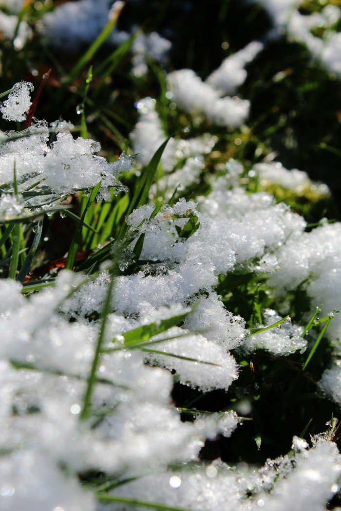 Первый снег. Снег, Осень, Фотография, Canon 1200d, Длиннопост