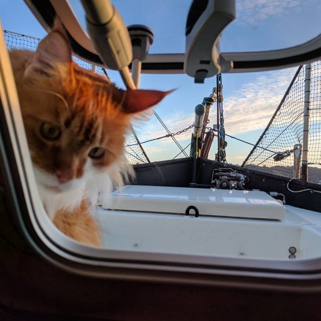 Maine Coon Scutty Helps Deaf Yachtsman Navigate All Seas - Maine Coon, cat, Navigation, Yachtsman, Longpost, Yachting