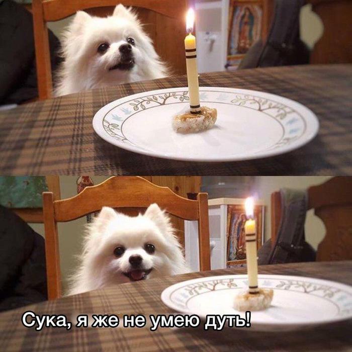 Really sad situation. - Dog, Candle, Birthday, Blow out the candles, Fail