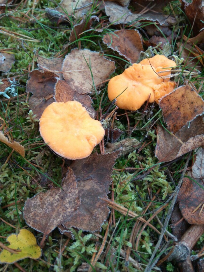 Last mushrooms of the year - My, Mushrooms, Frost, Leningrad region, Frost, Nature, Longpost