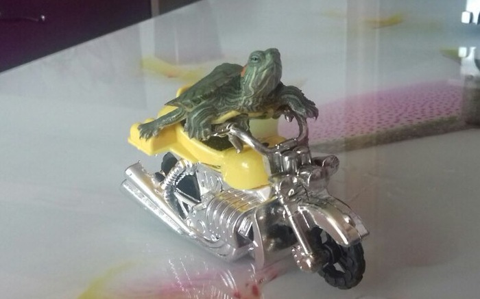 Vroom vroom vroom - My, Turtle, Moto, 