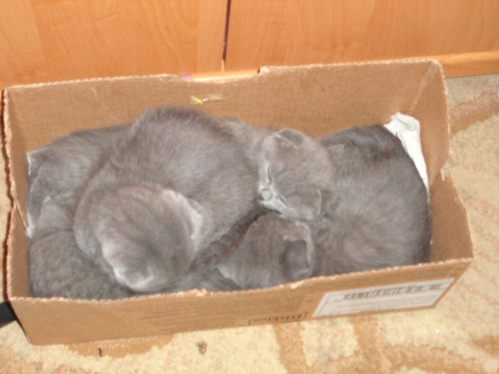 Little Scotland... - Scotland, cat, Fifty Shades of Gray, Box, Found, Homemade, The photo, Grey