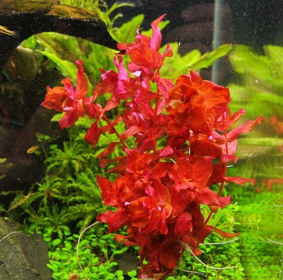 Rotala macrandra red