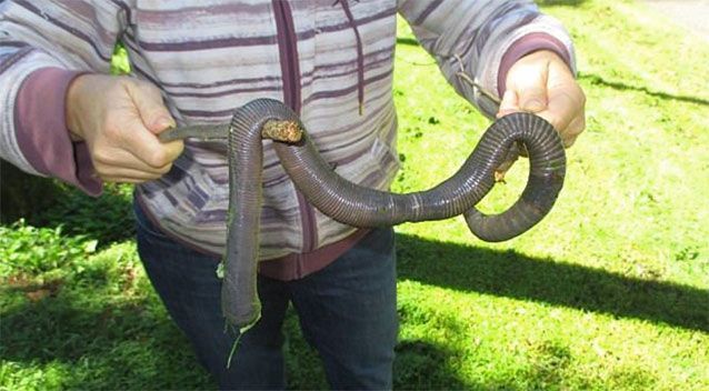 An earthworm almost a meter long was photographed in Australia. - Australia, , Find, Worm