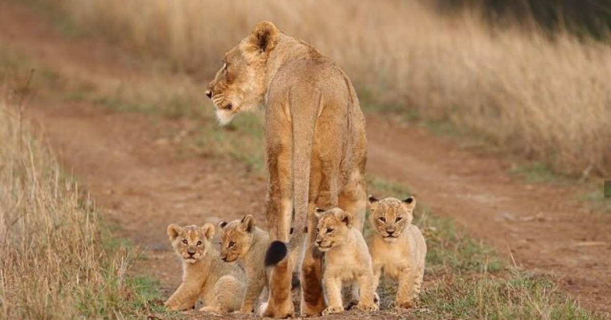 Американский опоссум. Многодетные животные. Сурикаты калахари. Многодетные животные. Сурикаты в природе.