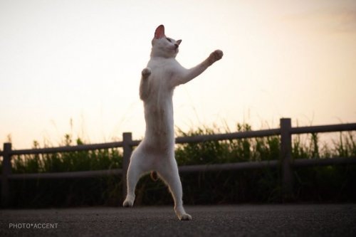 Kotul martial arts - cat, Longpost, 