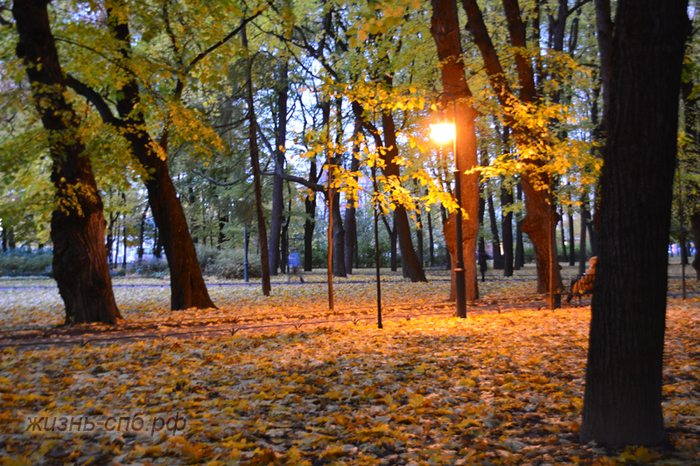 Golden twilight of the Mikhailovsky Garden - My, Saint Petersburg, Travels, Tourism, Autumn, dust, Traditions, Video