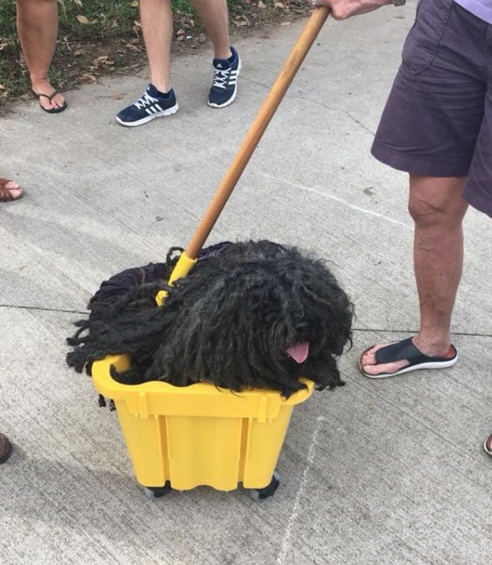 Woman makes her dog a mop costume for Halloween - Dog, Milota, , Halloween, Costume, This made my day, The photo, Humor, Longpost