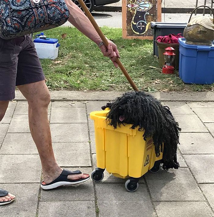 Woman makes her dog a mop costume for Halloween - Dog, Milota, , Halloween, Costume, This made my day, The photo, Humor, Longpost