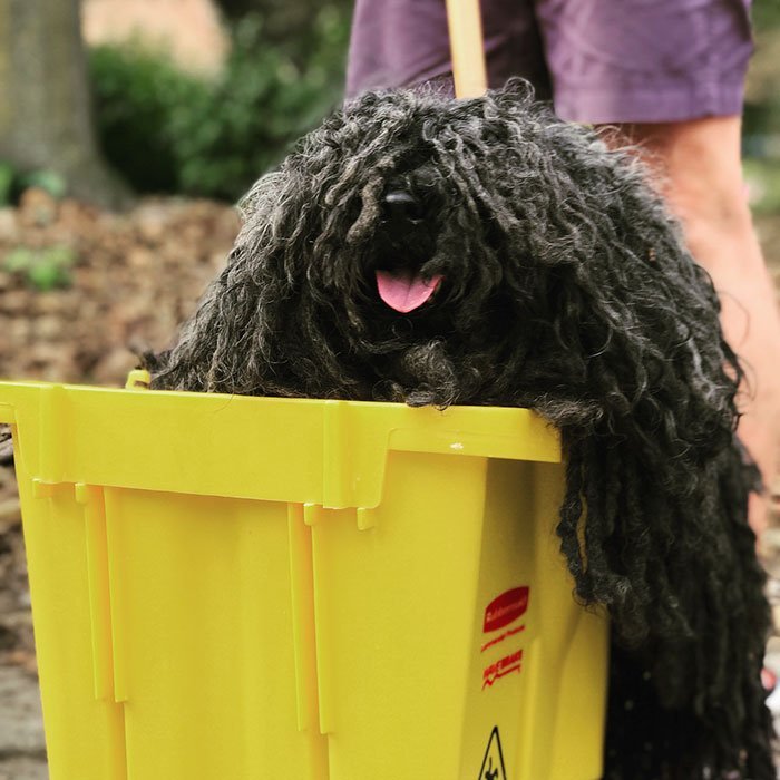 Woman makes her dog a mop costume for Halloween - Dog, Milota, , Halloween, Costume, This made my day, The photo, Humor, Longpost